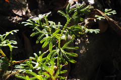 Selaginella limbata