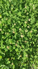Trifolium repens