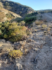 Eriogonum grande