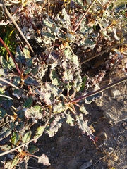 Eriogonum grande