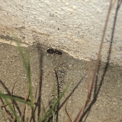 Pheidole pallidula