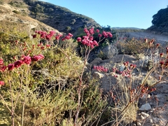 Eriogonum grande
