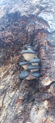 Pleurotus ostreatus