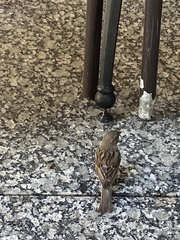 Passer domesticus