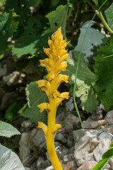 Orobanche flava
