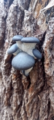 Pleurotus ostreatus