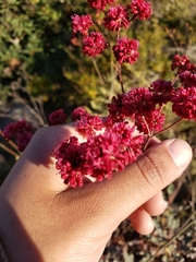 Eriogonum grande