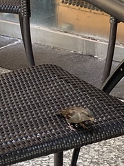 Passer domesticus