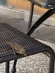 Passer domesticus