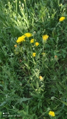 Crepis foetida