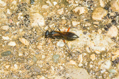 Chalybion femoratum