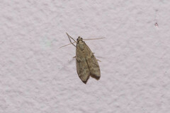 Ephestia elutella