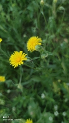Crepis foetida
