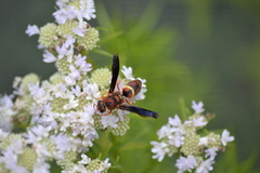 Euodynerus crypticus