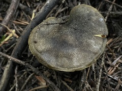 Cortinarius clandestinus