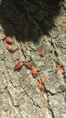 Pyrrhocoris apterus