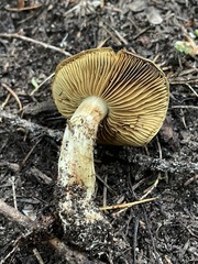 Cortinarius clandestinus