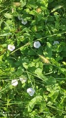 Convolvulus arvensis