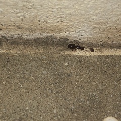 Pheidole pallidula