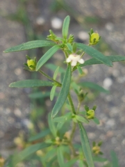 Chaenorhinum minus