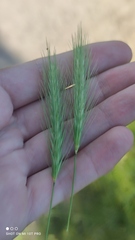 Hordeum murinum