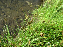 Blysmus sinocompressus