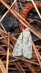 Acronicta laetifica