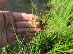 Blysmus sinocompressus