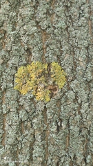 Xanthoria parietina
