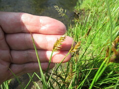 Blysmus sinocompressus