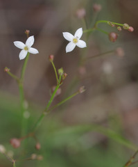 Paranotis mitrasacmoides