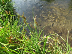 Blysmus sinocompressus