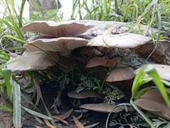 Pleurotus ostreatus