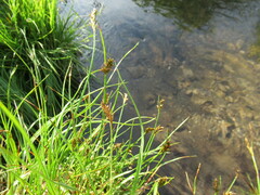 Blysmus sinocompressus