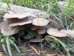 Pleurotus ostreatus