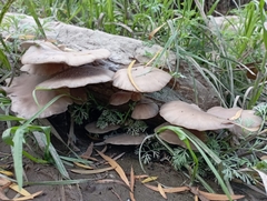 Pleurotus ostreatus