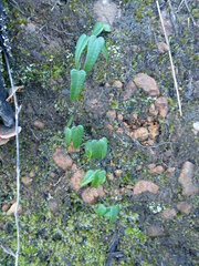 Dioscorea burchellii