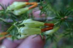 Erica intermedia intermedia