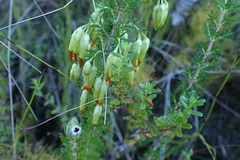 Erica intermedia intermedia
