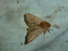 Sideridis lampra