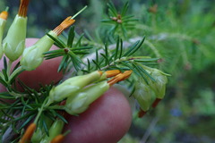 Erica intermedia intermedia