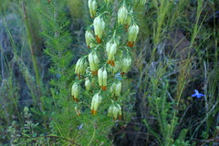 Erica intermedia intermedia