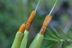 Erica intermedia intermedia