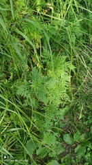 Ambrosia artemisiifolia