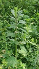 Leonurus quinquelobatus