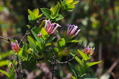 Wikstroemia monnula