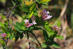 Wikstroemia monnula