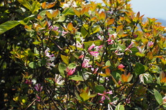 Wikstroemia monnula