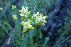 Penaea cneorum gigantea