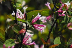 Wikstroemia monnula